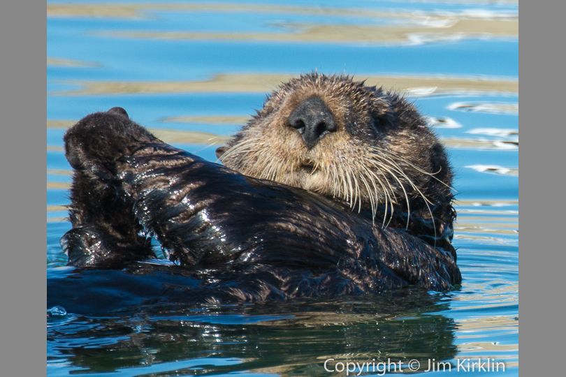 Sea Otter #5